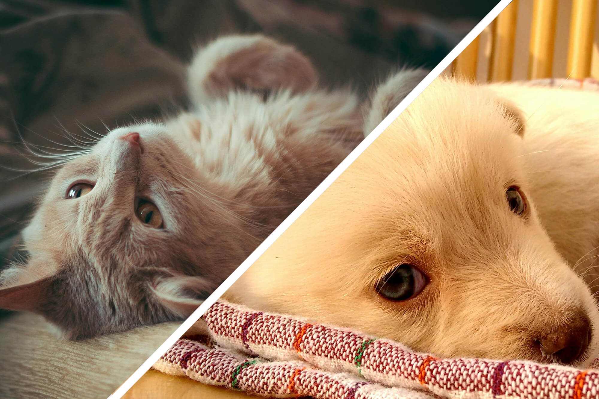 Hund och katt: detta ska du köpa begagnat och nytt